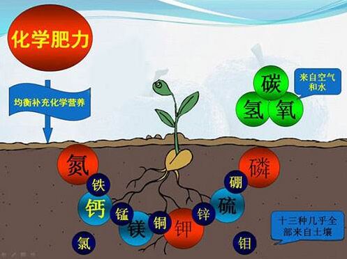 医用香蕉APP下载视频对作物缺素病的识别