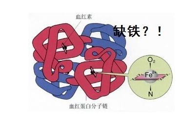 人体香蕉APP下载视频品牌山东91香蕉小视频入口探究铁元素在人体中的作用
