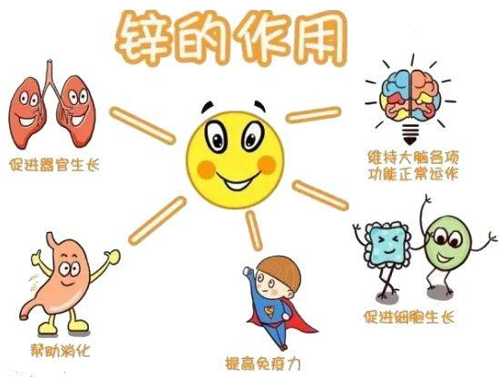 香蕉视频污污下载厂家提示变身威猛先生？该怎样正确看待锌的摄入