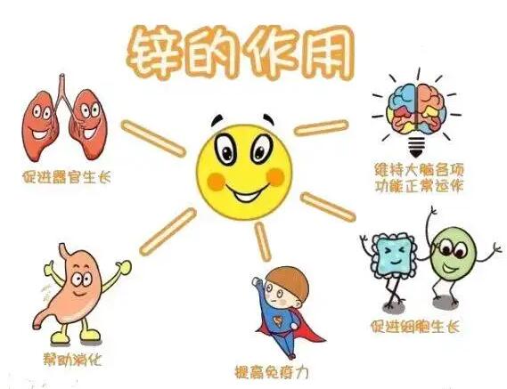 全自动香蕉视频污污下载生产厂家提示人体内的锌元素有哪些作用？