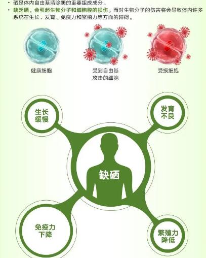 医用香蕉APP下载视频厂家提醒关爱男性健康，硒元素也不能少！